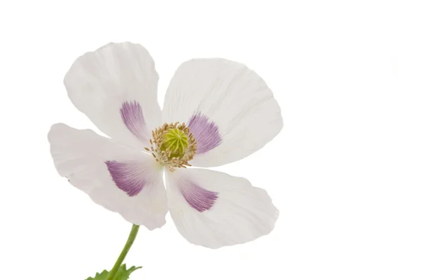 White poppy flower isolated — Stock Photo, Image
