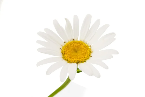 Daisy Stock Picture