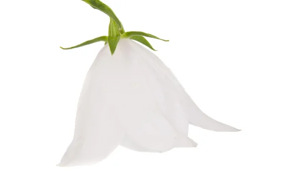 White bell isolated — Stock Photo, Image
