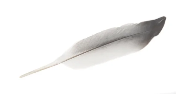 Птичье перо изолировано — стоковое фото
