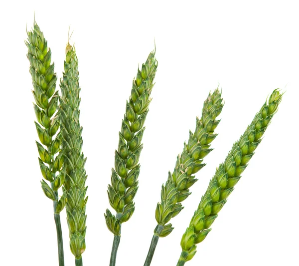 Zelená pšenice uši, samostatný — Stock fotografie