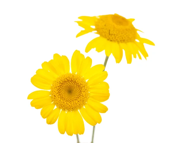 Żółty stokrotka na białym tle — Zdjęcie stockowe