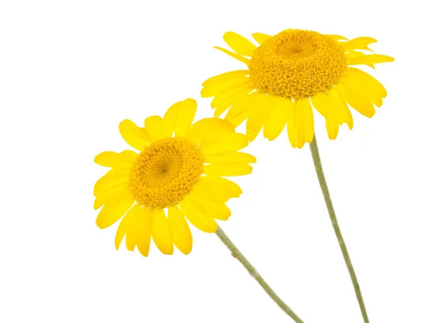 Gele daisy geïsoleerd — Stockfoto
