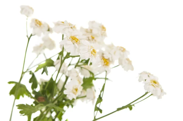 White flowers isolated — Stock Photo, Image