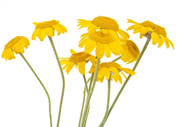 Žluté sedmikrásky, samostatný — Stock fotografie