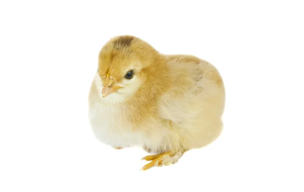 Kurczak na białym tle — Zdjęcie stockowe