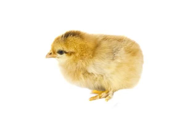 Chicken isolated — Stock Photo, Image