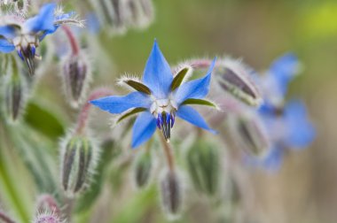 Blue borage clipart