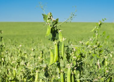 Peas growing clipart