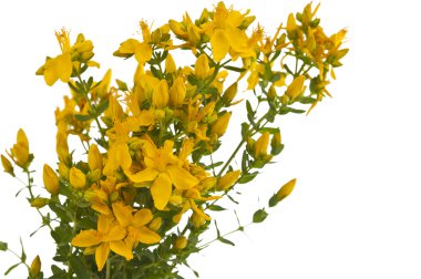 hypericum izole