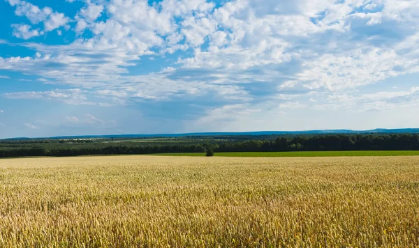 Bir Buğday Tarlası — Stok fotoğraf