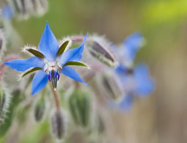 Stock image Blue borage