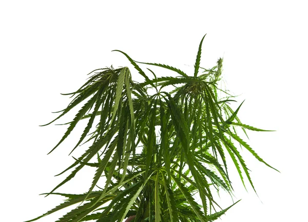 大麻 — 图库照片