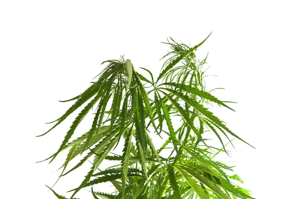 Cannabis isolada — Fotografia de Stock