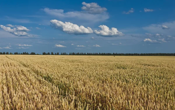 A field of wheat — Stock Photo, Image
