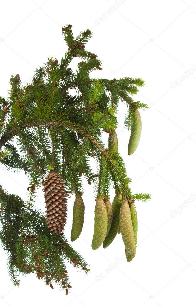 Spruce branch with cones isolated