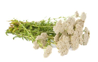 izole yarrow herb