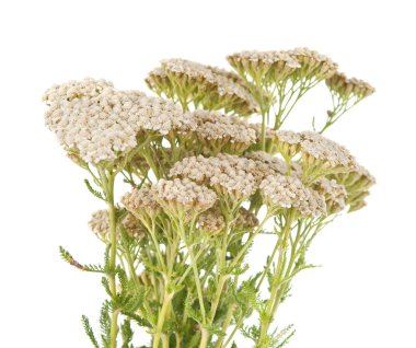 izole yarrow herb