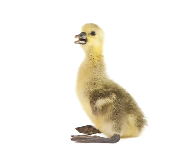 Weinig gosling geïsoleerd — Stockfoto