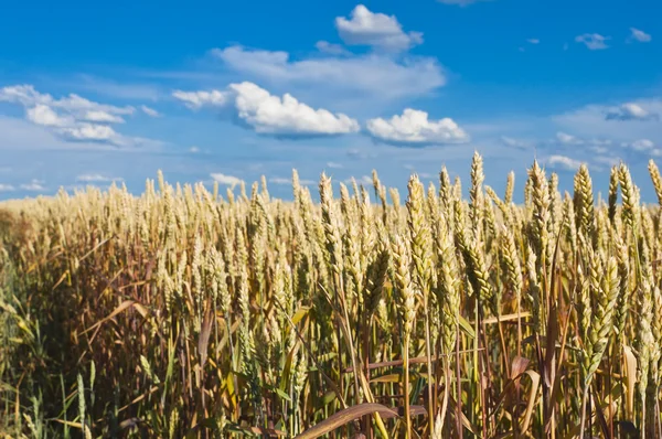 Golden, ripe wheat — Stock Photo, Image