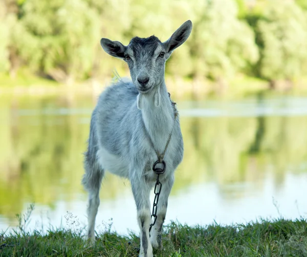 El pastoreo de cabras —  Fotos de Stock