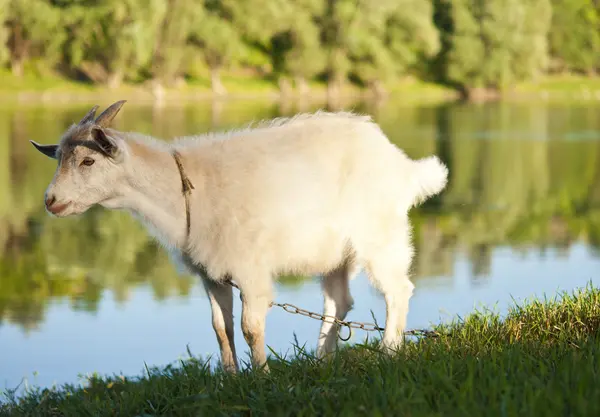 Выпас коз — стоковое фото