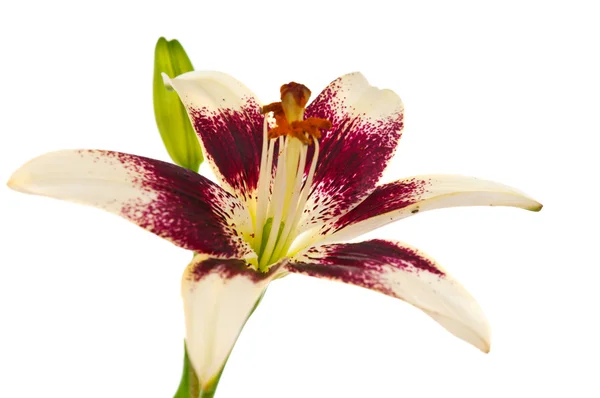 Lilia kwiat na białym tle — Zdjęcie stockowe