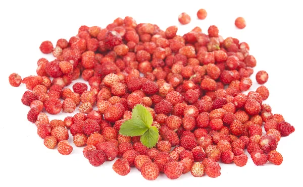 Delicious wild strawberries — Stock Photo, Image