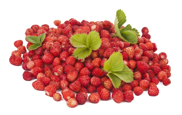 맛 있는 야생 딸기 — 스톡 사진