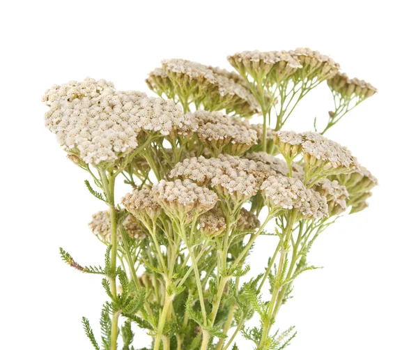 Yarrow herb isolated — Stock Photo, Image