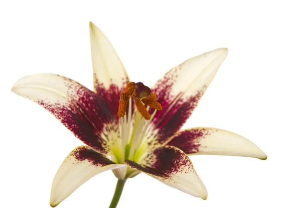 Квіти лілії, ізольовані — стокове фото