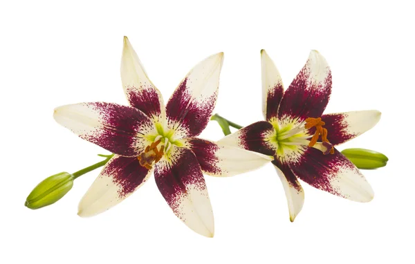 stock image Lily flowers isolated