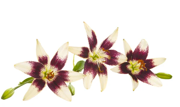 Květiny lilie, samostatný — Stock fotografie