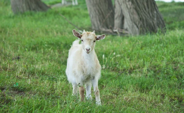 Goat grazing — Stock Photo, Image