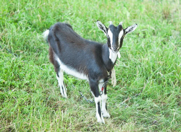 Goat grazing — Stock Photo, Image