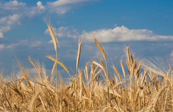 Golden, ripe wheat — Stock Photo, Image