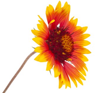 Gaillardia çiçek