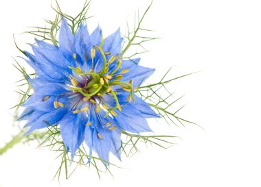 Cornflower isolated clipart