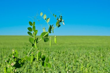 Peas growing clipart