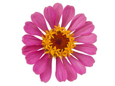 pembe zinnia izole