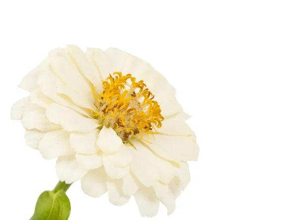 Witte bloem van zinnia macro geïsoleerd — Stockfoto