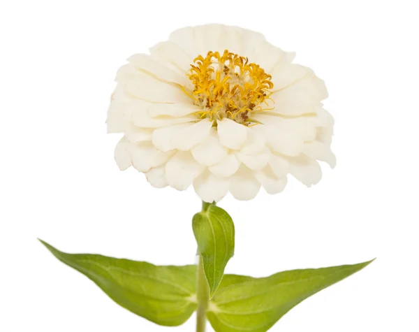 Flor branca de zinnia macro isolado — Fotografia de Stock