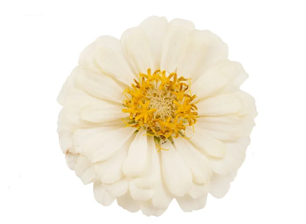 White flower of zinnia macro isolated — Stock Photo, Image