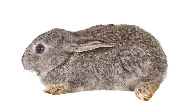 Izole tavşan — Stok fotoğraf