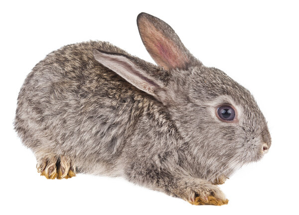 Кролик изолирован
