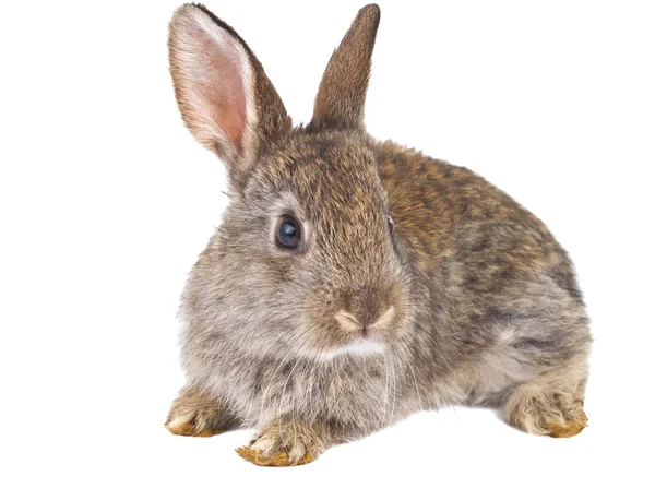 Rabbit isolated Stock Picture