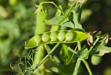 Peas growing clipart