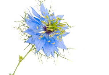 Cornflower isolated clipart