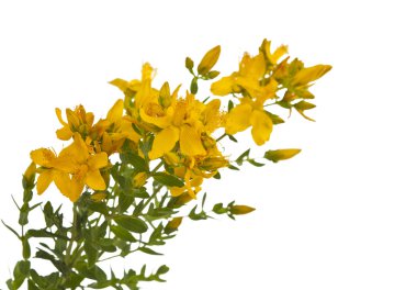 hypericum izole