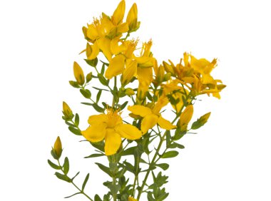 hypericum izole